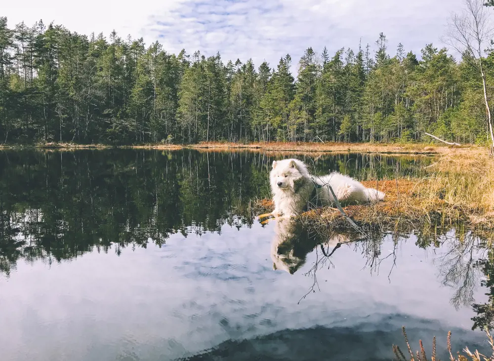 Hvit hund ligger med labbene uti skogstjernet og speiles i vannet
