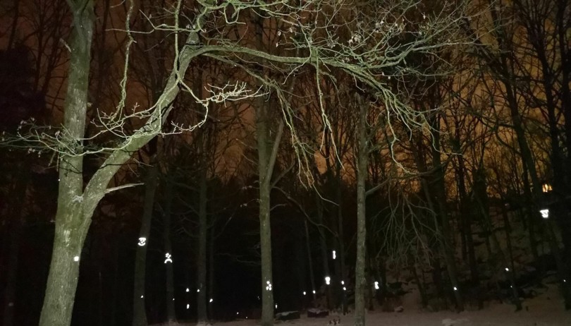 Skog med reflekser på trærne som lyser opp i mørket.