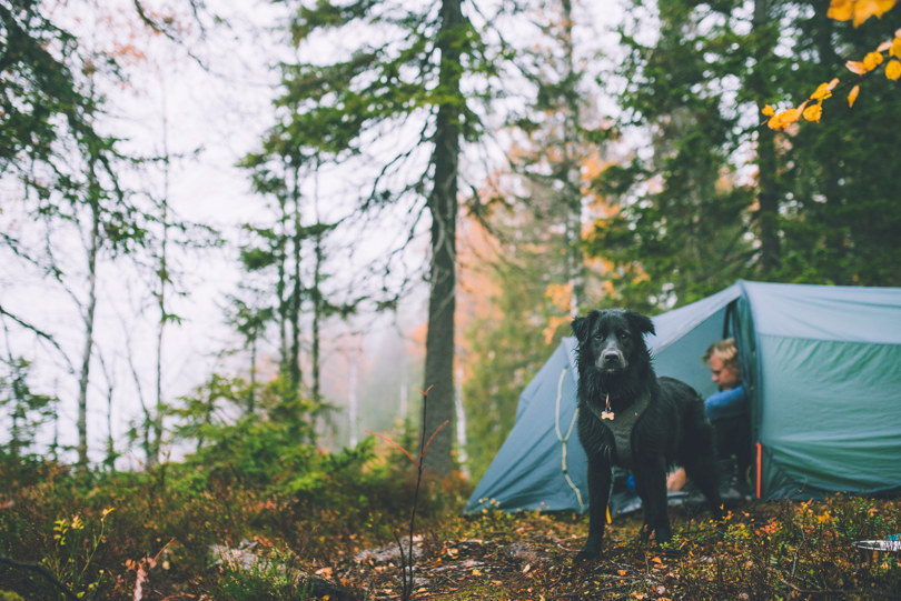 En svart hund står foran åpningen til et blått telt i skogen.