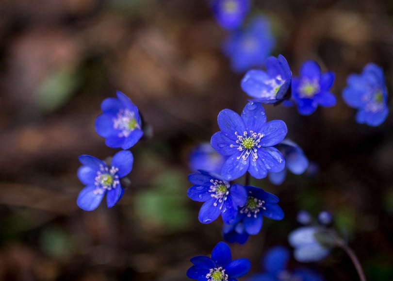 Nærbilde av blå blomster.