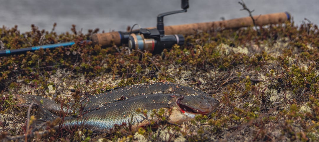 To fisk og en fiskestang foran et vann