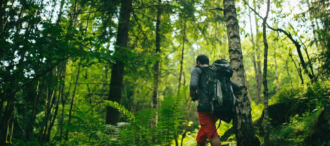 Turgåer i grønn skog