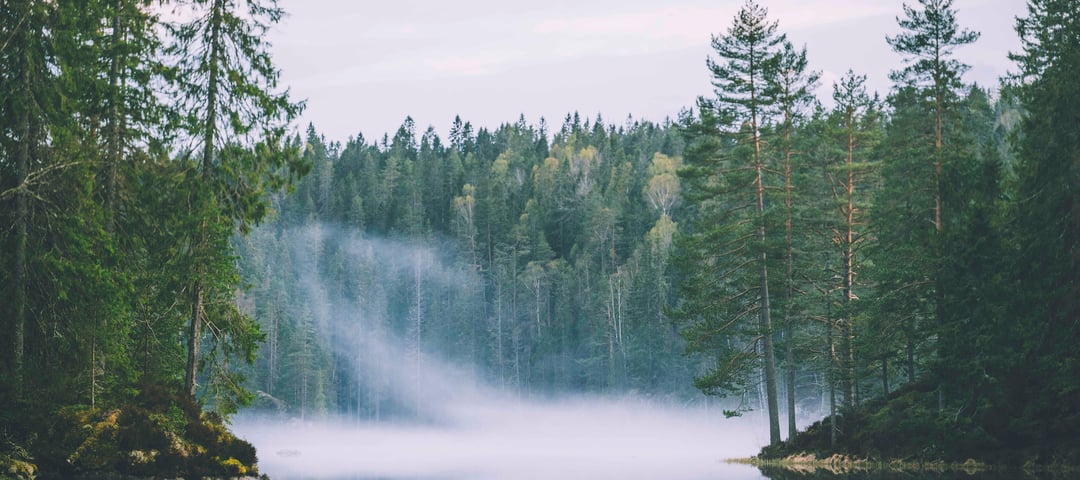 Østmarka. Mai 2021.