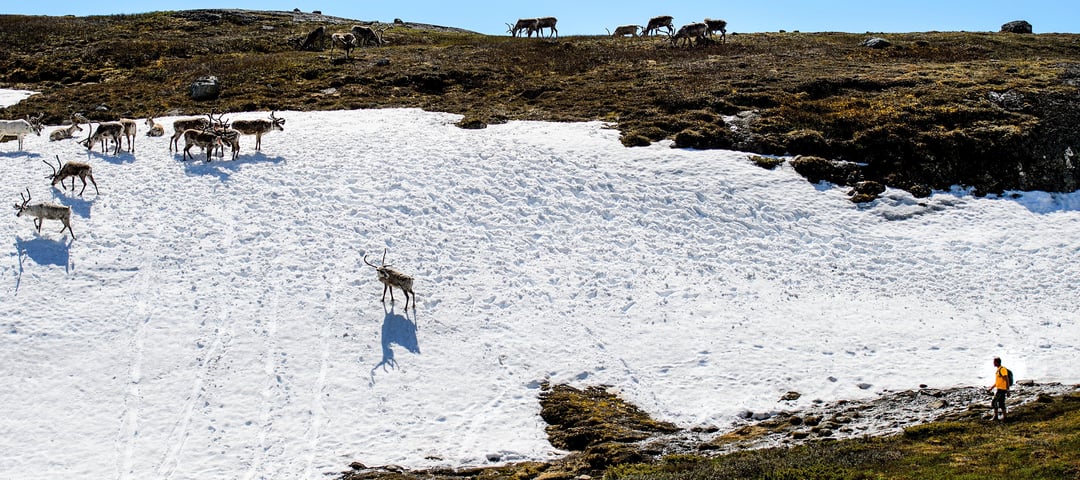 villrein på snø i fjellet
