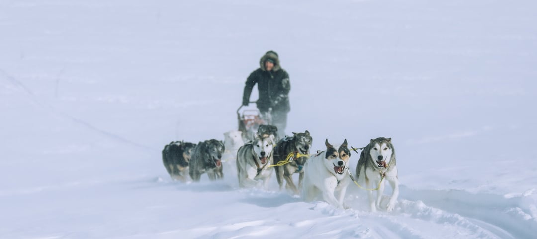 Person som kjører på hundeslede