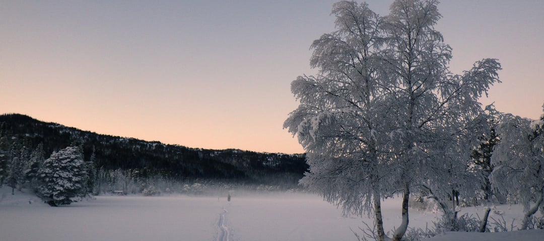 Skjellbreia, Bymarka