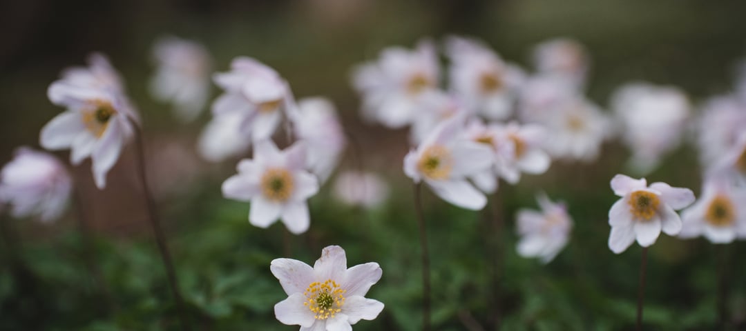 Hvitveisblomstring i Røssdalen.