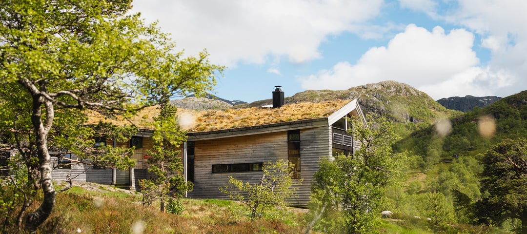 Jonstølen. Moderne hytte med gress på taket og umalt grånende panel. Småbjørk i forgrunnen. 