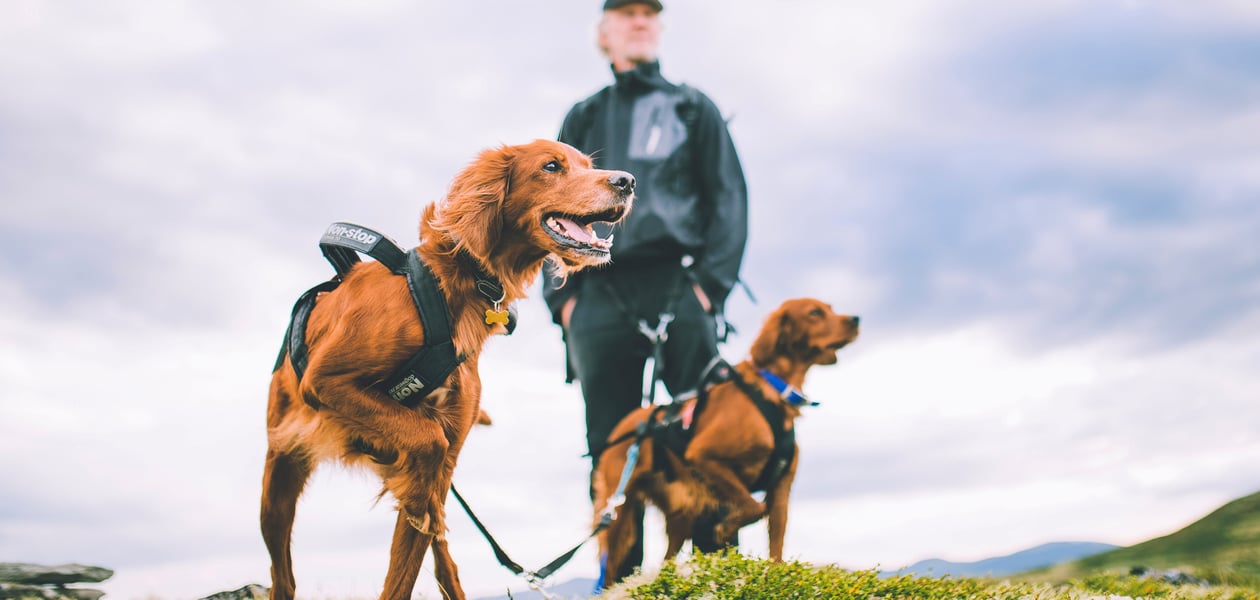 To brune hunder i bånd som holdes av en mann
