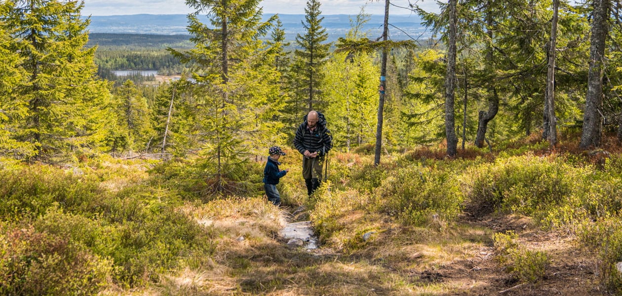 En mann og en gutt som går tur på en sti i grønn skog