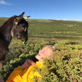Mate geiter på Dovre