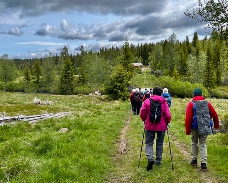 Vandrere går på sommersti