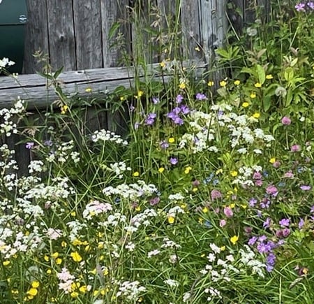 Sommerblomster