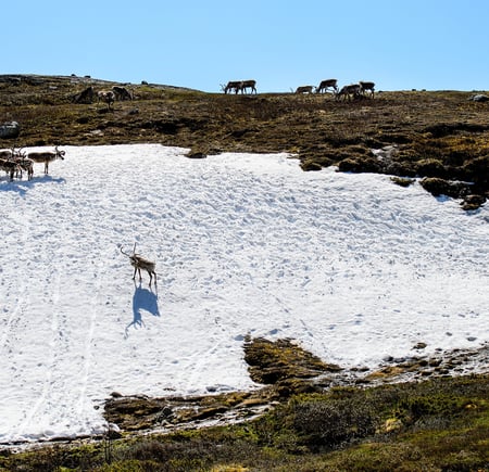 villrein på snø i fjellet