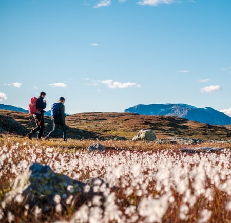 To voksne med sekk går tur på fjellet. Foran på bildet er det masse myrull, og bak er det fjell