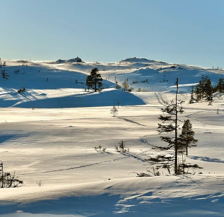 Snødekt vinterlandskap i kupert terreng, med et furutre stående her og der spredt utover.
