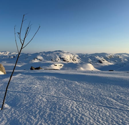 En kvist som står i snøen på høyfjellet.
