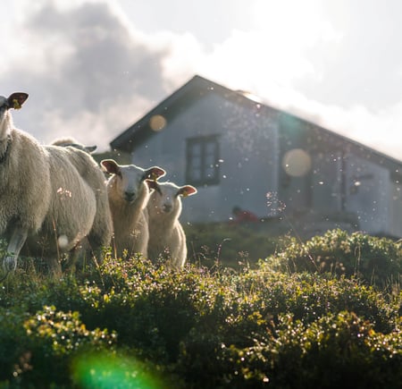 Flokk med sauer foran turisthytte.