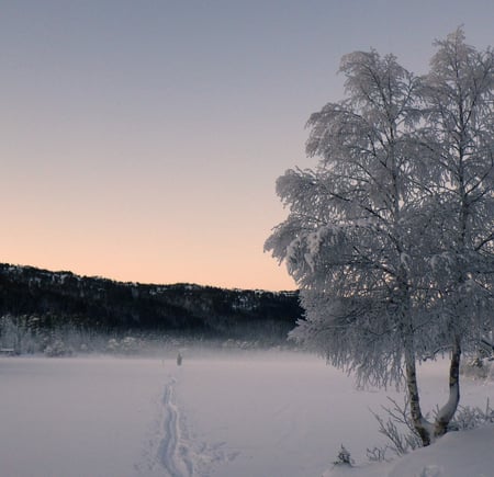 Skjellbreia, Bymarka