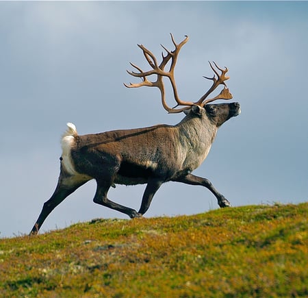 Villreinsbukk Forelhogna [haukinj@gmail.com, 99642946]