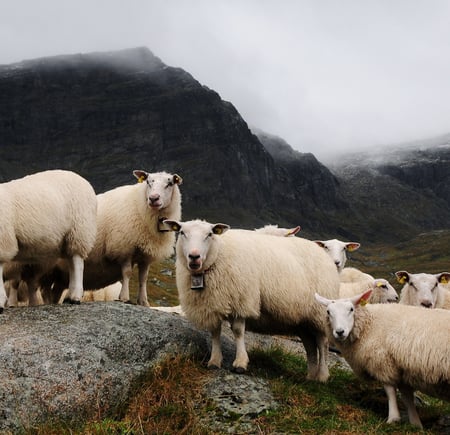 En flokk på cirka 12 hvite sauer. Flere ser inn i kamera. Det er et fjell i bakgrunnen med skyer og litte granne snø på 