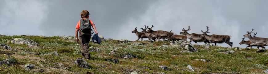 Reisndyr på Skurvehaug ved Jotunheimen i august. Finalist i DNTs fotokonkurranse sommeren 2021.