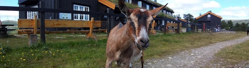 Geiter ved fine Jøldalshytta