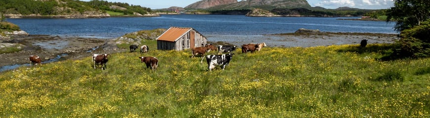 Kuer langs ruta Lysøysund-Vallersund. Fosen i Trøndelag.