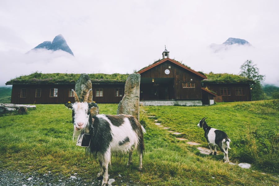 Innerdalshytta med geiter i forgrunn