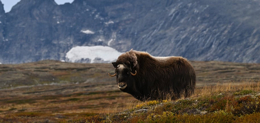 En moskus som står på en grønn slette