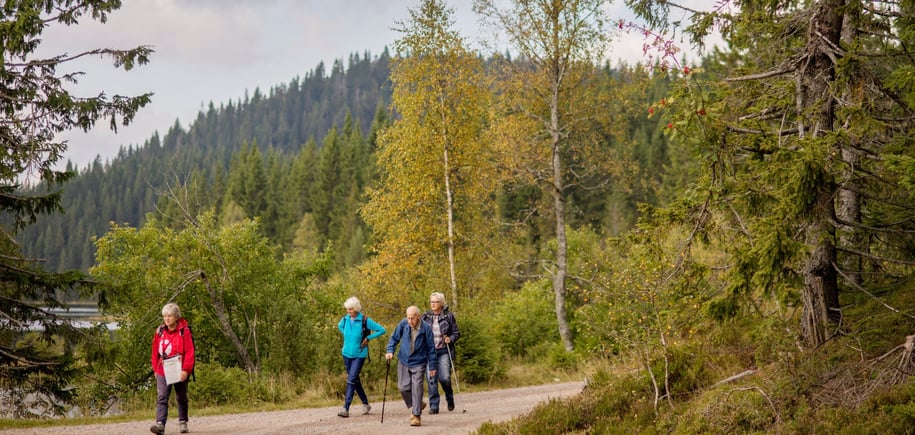 Fire mennesker som går på tur i skogen