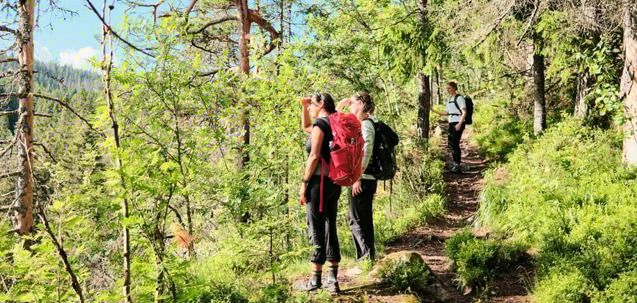 Tre personer på tur i skogen, to står tett sammen og skuer utover landskapet, mens en tredje står lenger bak med hånden på et tre. Alle bærer ryggsekker, og stien de går på er omgitt av tett, grønn vegetasjon