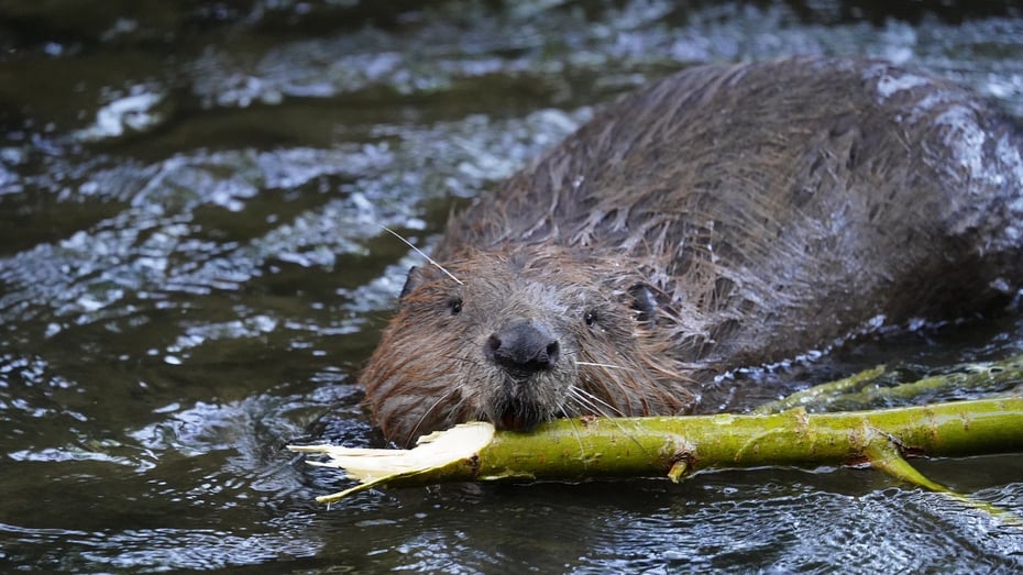 Bever som svømmer med pinne