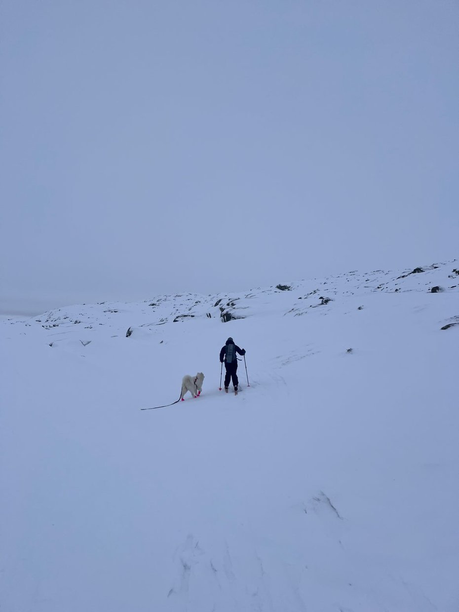 En person og en hund står i snø. De er på skitur. Grått vær. 
