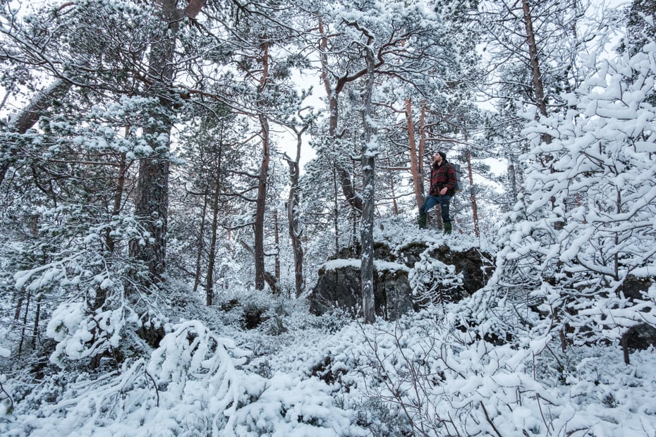 Vinterskog