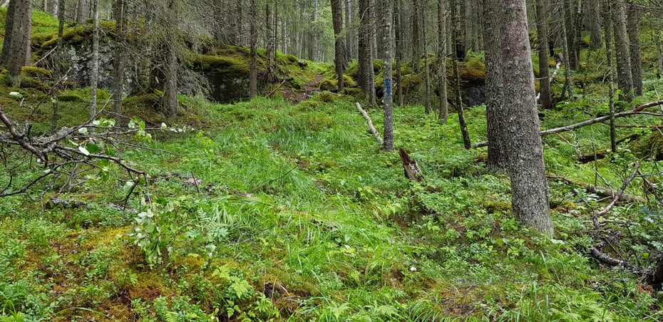Eidskollen
