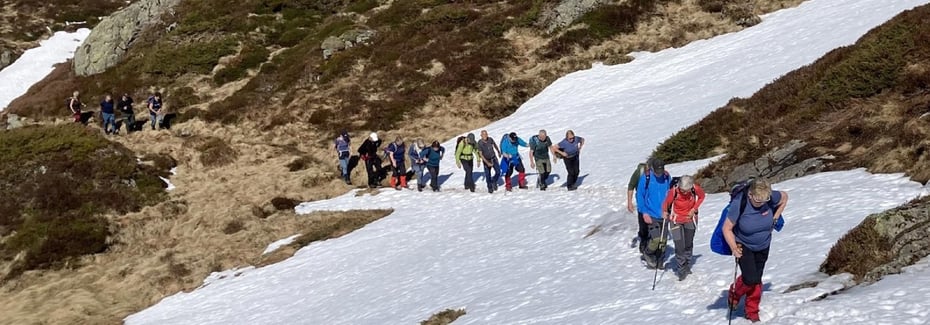 Ein stor tugjeng på rekke og rad over ei snøfonn ein vårdag 