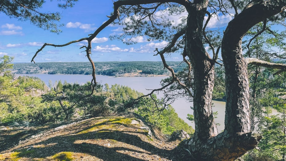 Landskapsbilde med utsikt over skogdekte åser og en stor elv. Blå, lettskyet himmel og med et kokete furutre i forgrunnen.