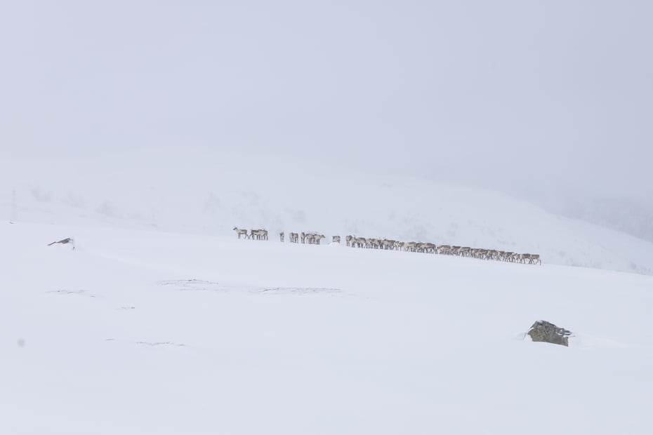Reinsdyrflokk på vinterfjellet