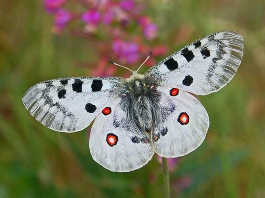 Apollosommerfugl