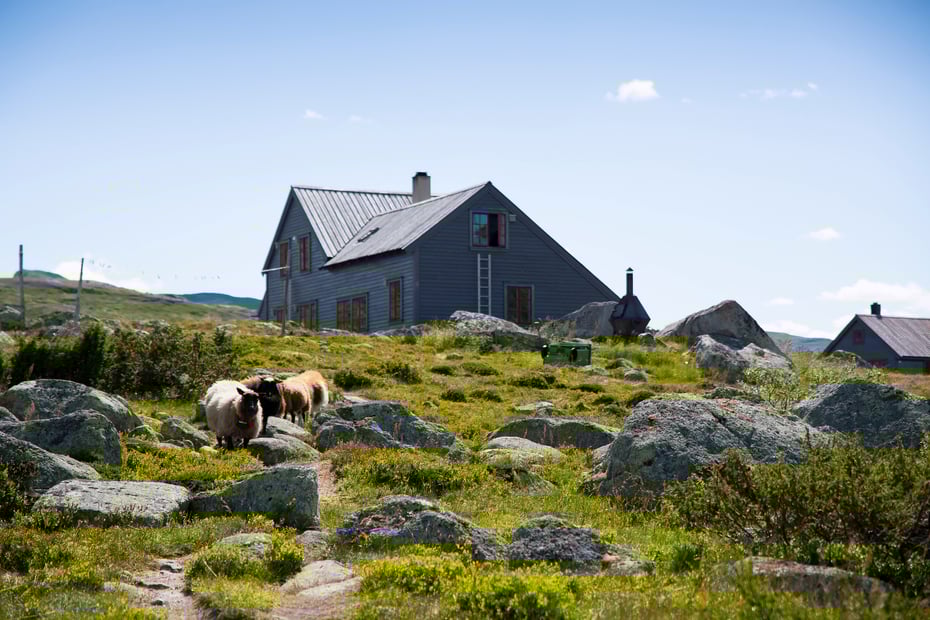 Gråblå hytte i fjellet med noen sauer foran.