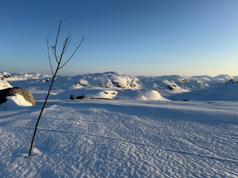 En kvist som står i snøen på høyfjellet.