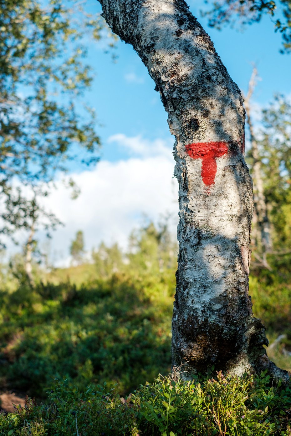 Bilder frå kveldstur til Roset på Voss, august 2022. Solnedgang, rød T, illustrasjonsbilde.