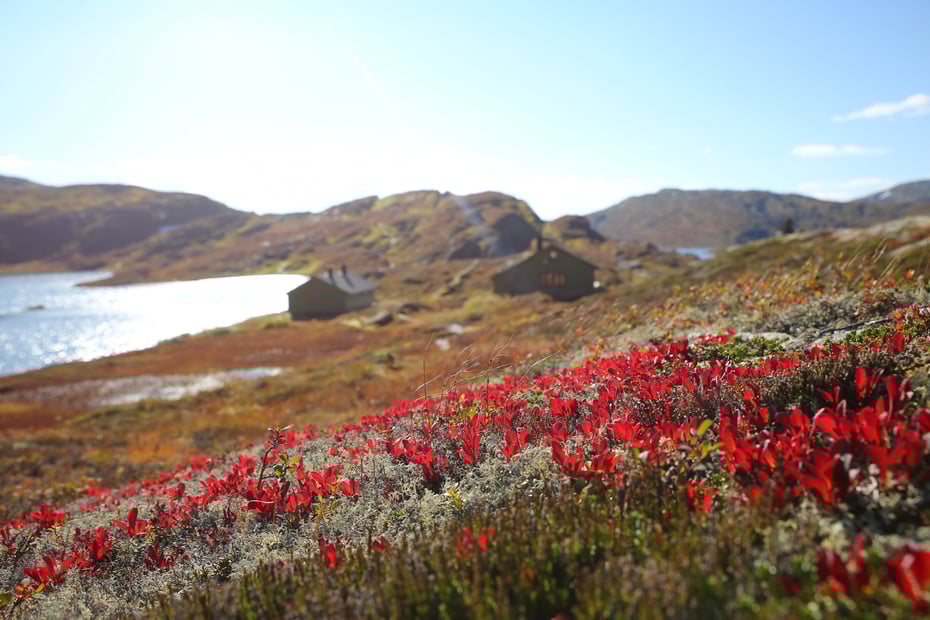 Rød lyng med hytte i bakgrunnen.