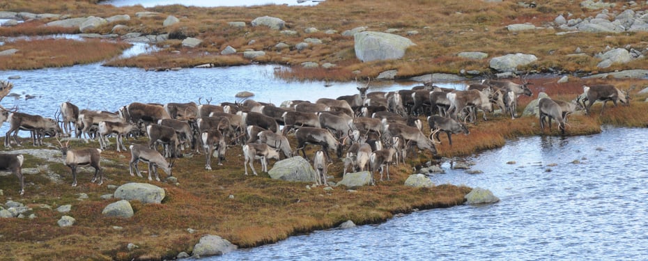 Flokk med villrein som står ved et vann