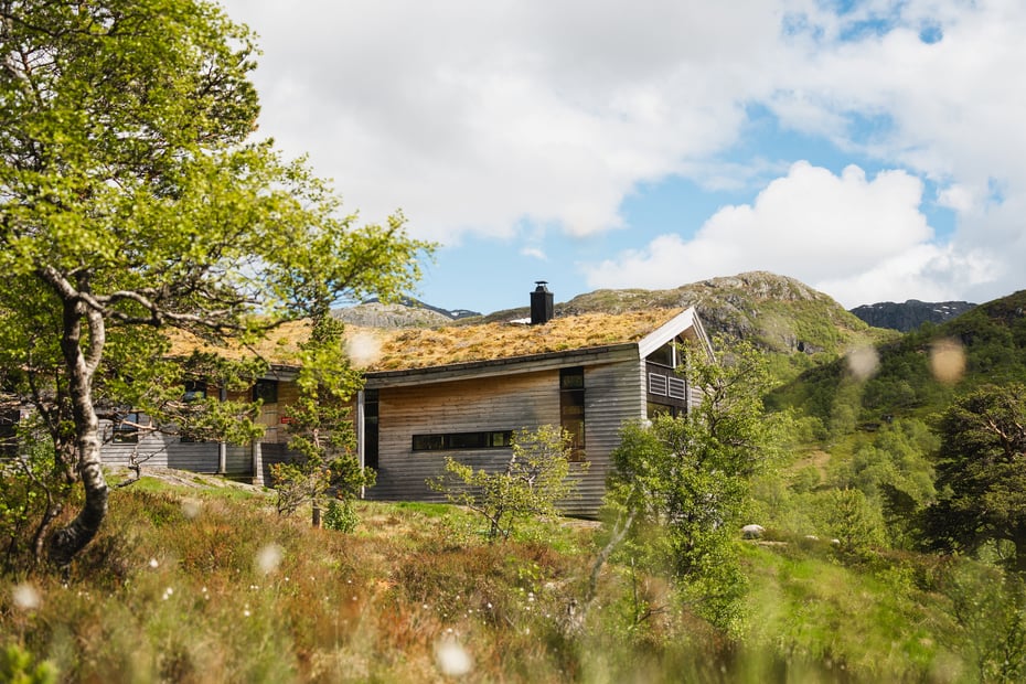 Jonstølen. Moderne hytte med gress på taket og umalt grånende panel. Småbjørk i forgrunnen. 