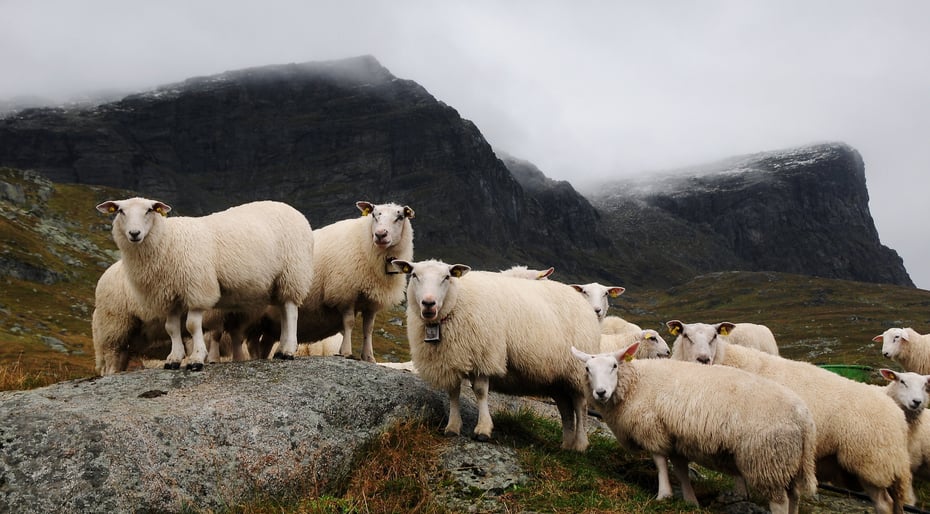 En flokk på cirka 12 hvite sauer. Flere ser inn i kamera. Det er et fjell i bakgrunnen med skyer og litte granne snø på 