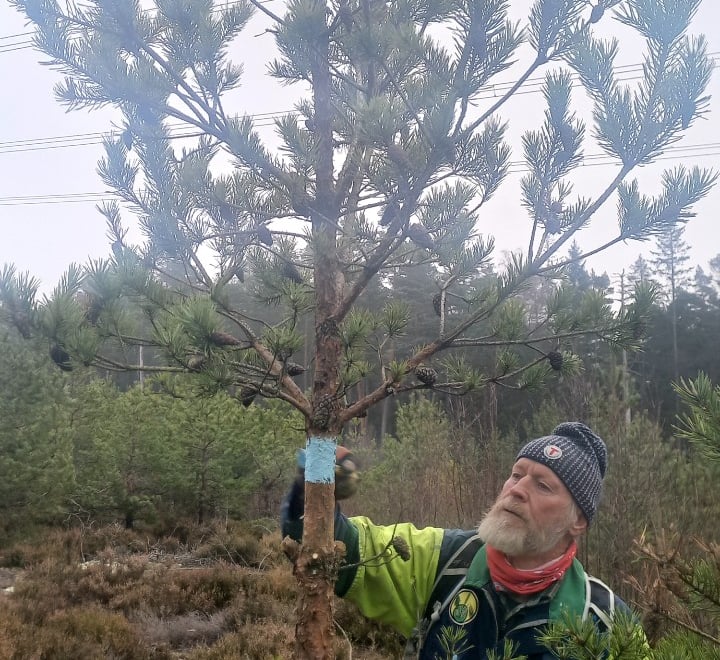 Mann som stimerker et tre med blå maling. Foto.