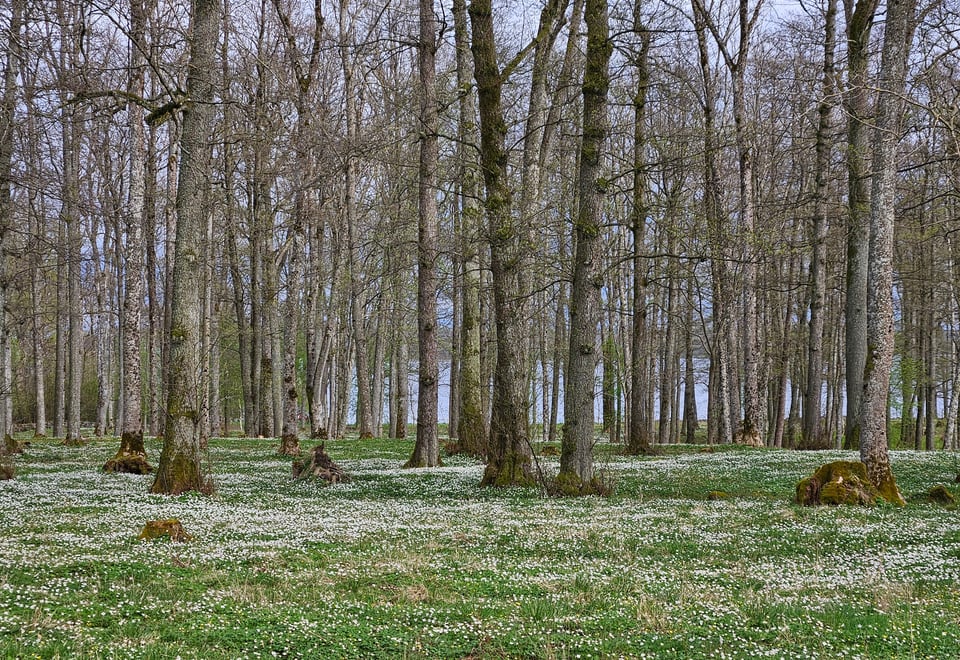 Borreparken i april