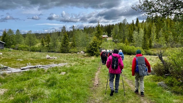 Vandrere går på sommersti